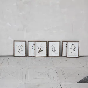 Framed Glass Botanical Print