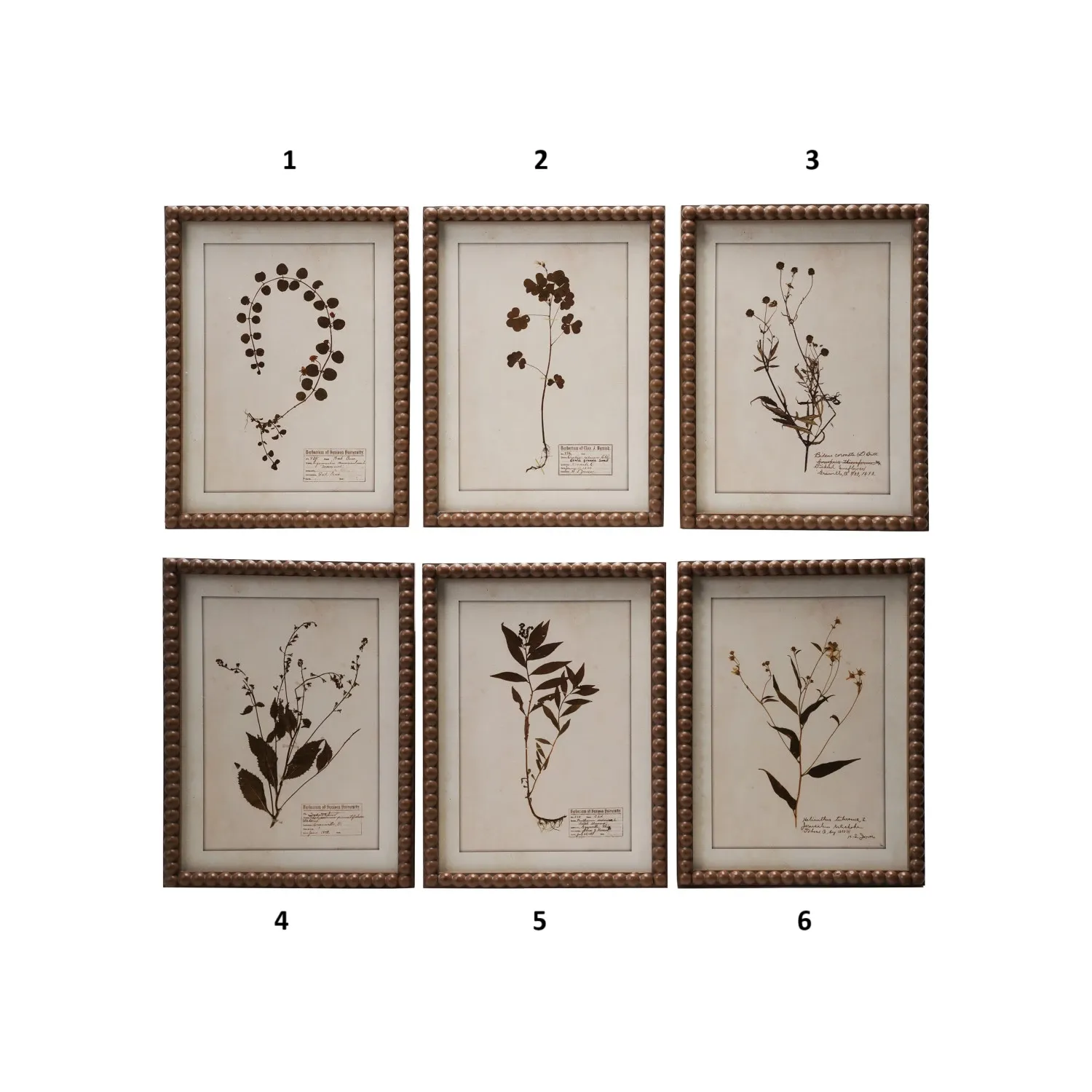 Framed Glass Botanical Print