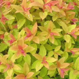 Spiraea Magic Carpet #3